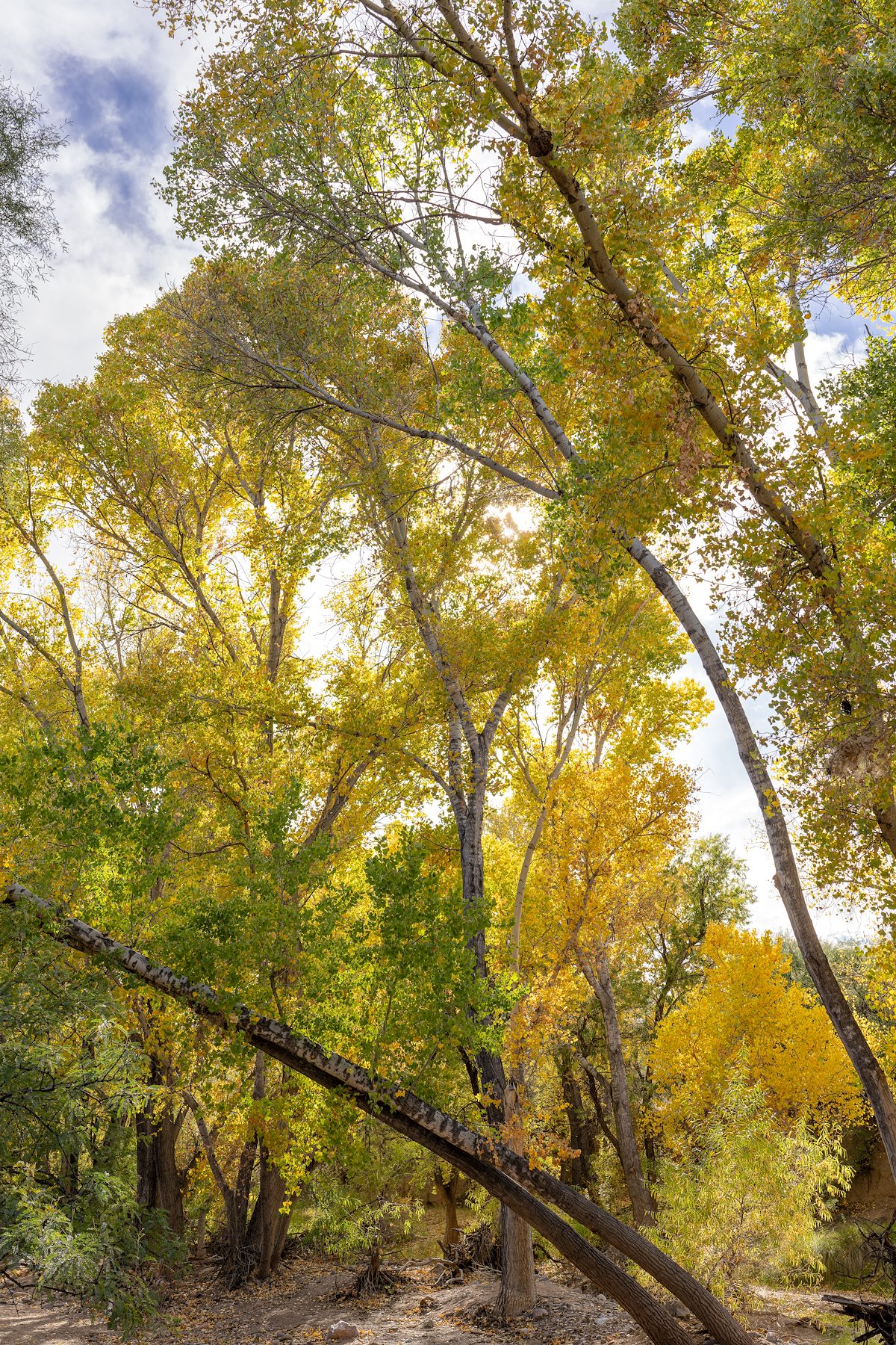 2023 November Fall Color in Cienega Creek near the Arizona Trail