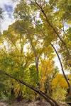 2023 November Fall Color in Cienega Creek near the Arizona Trail