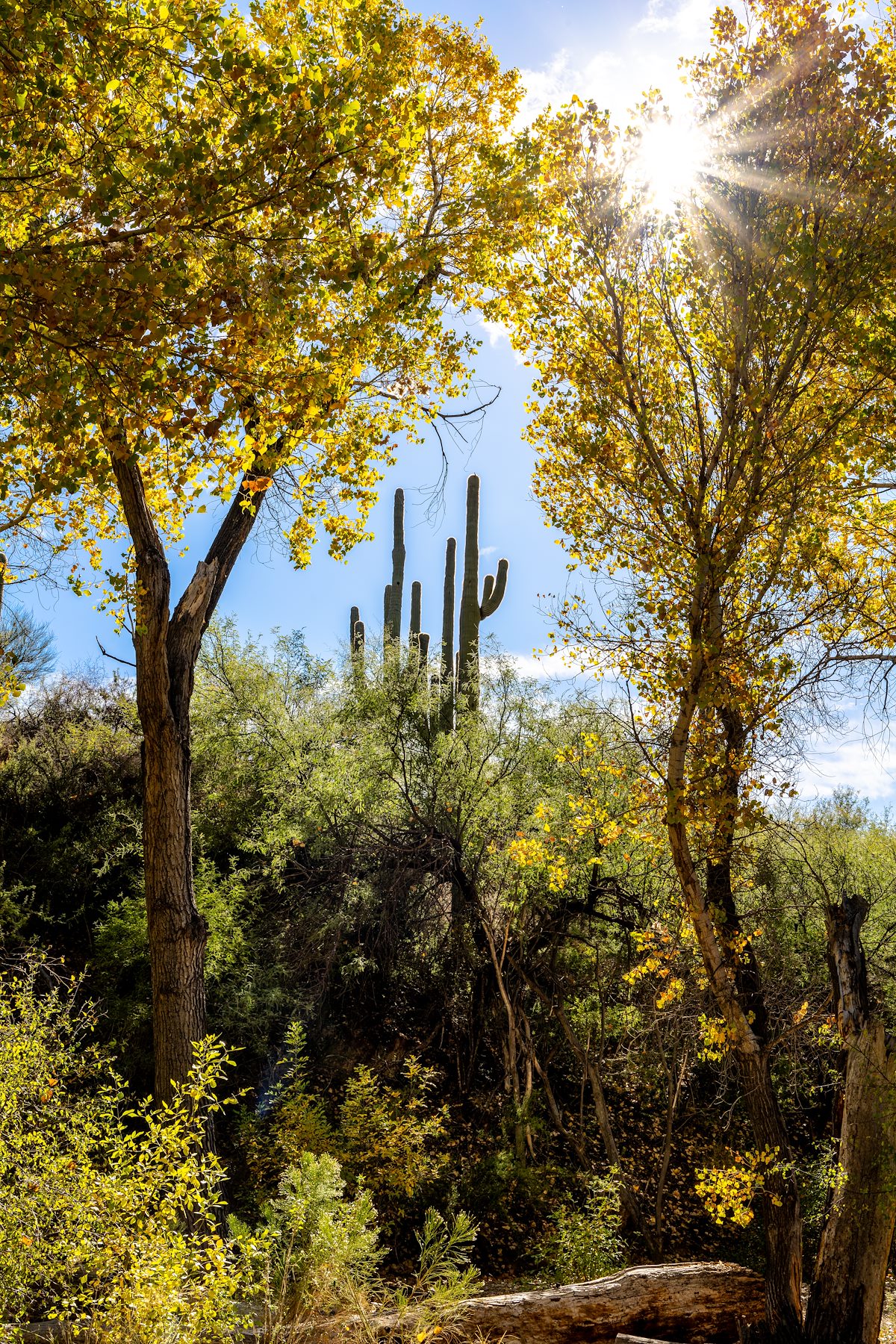 2023 November Fall Color with Saguaros in the Background