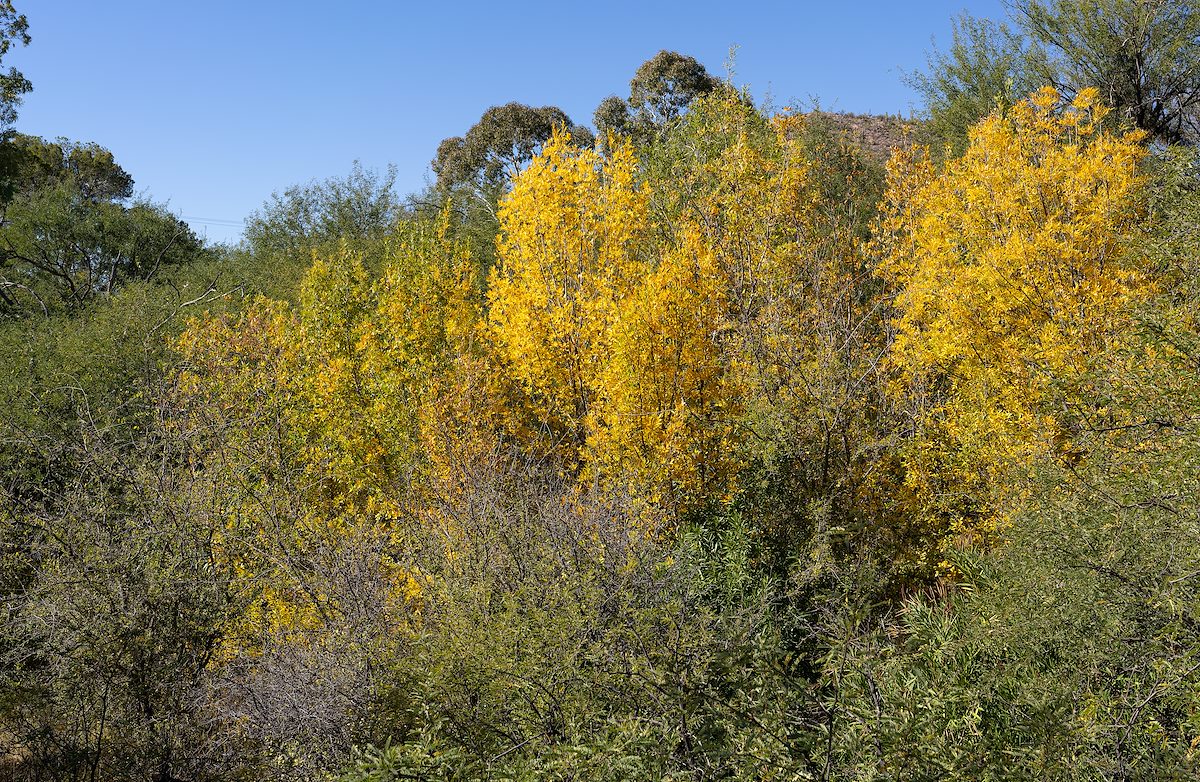 2023 November Hints of Fall in Posta Quemada Canyon