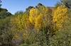 2023 November Hints of Fall in Posta Quemada Canyon