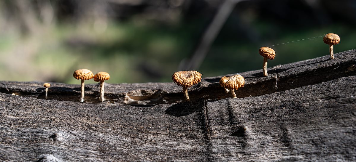 2023 October Small Mushrooms