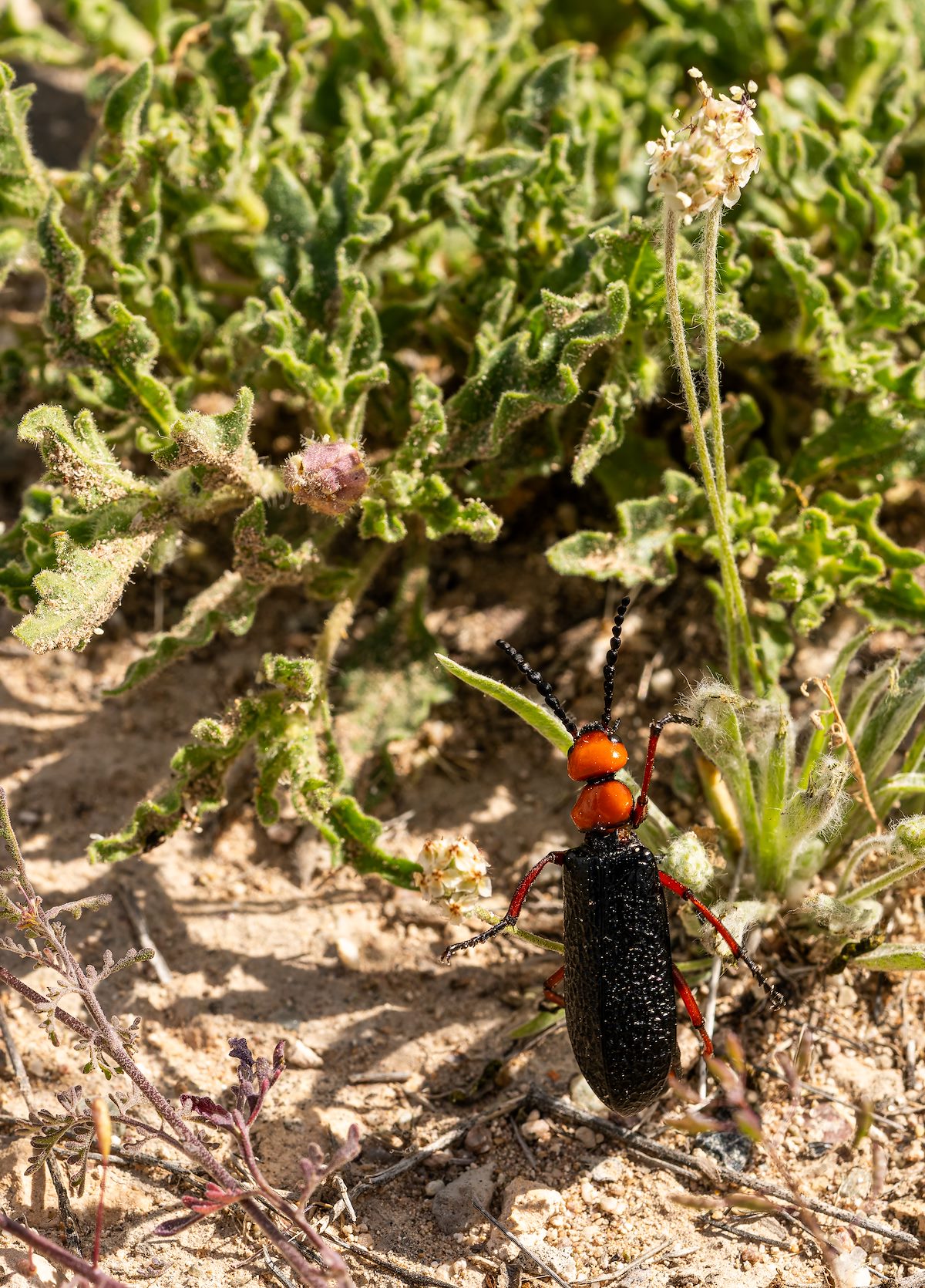 2024 April Desert Blister Beetle