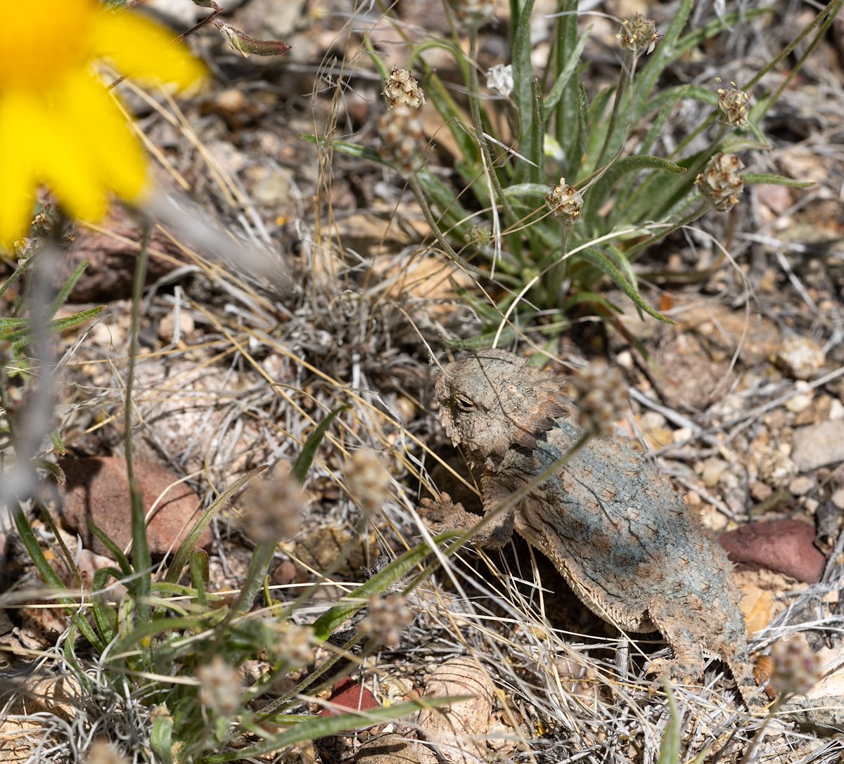 2024 April Horned Lizard