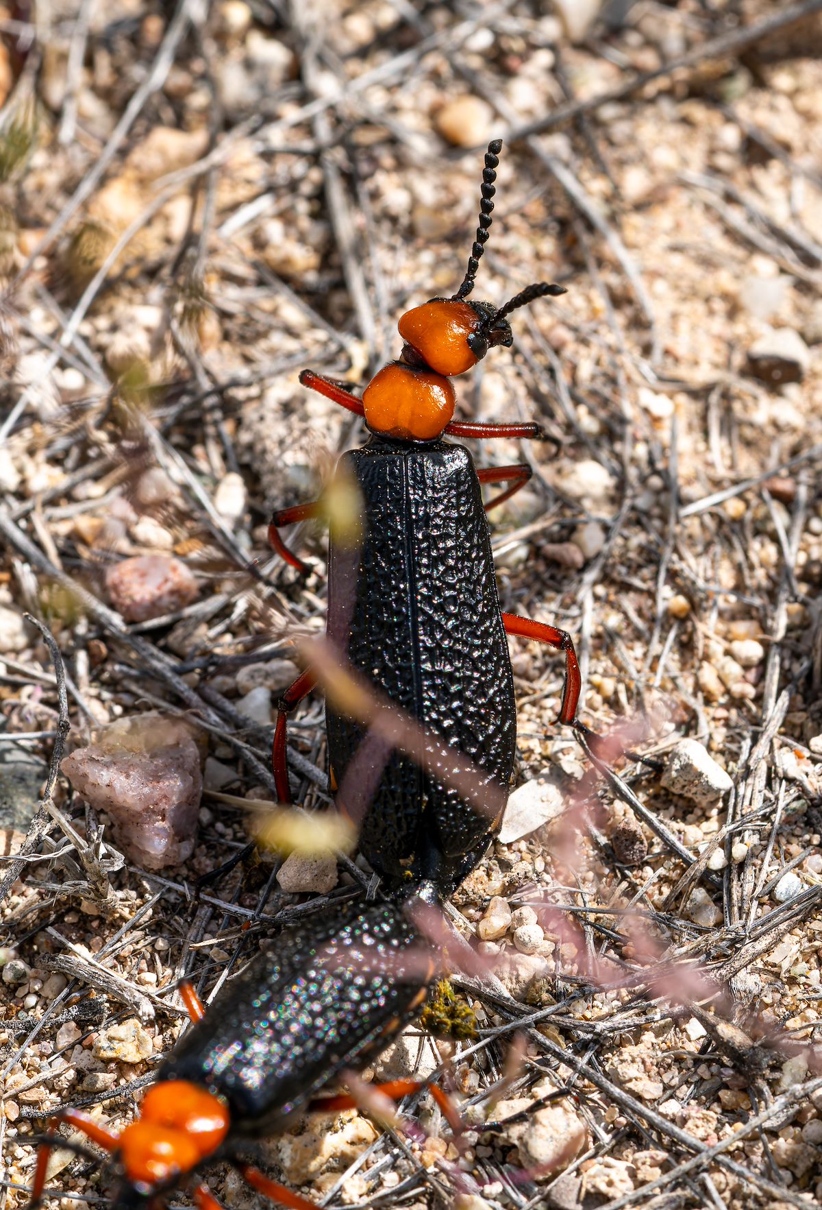 2024 April Mating Desert Blister Beetles