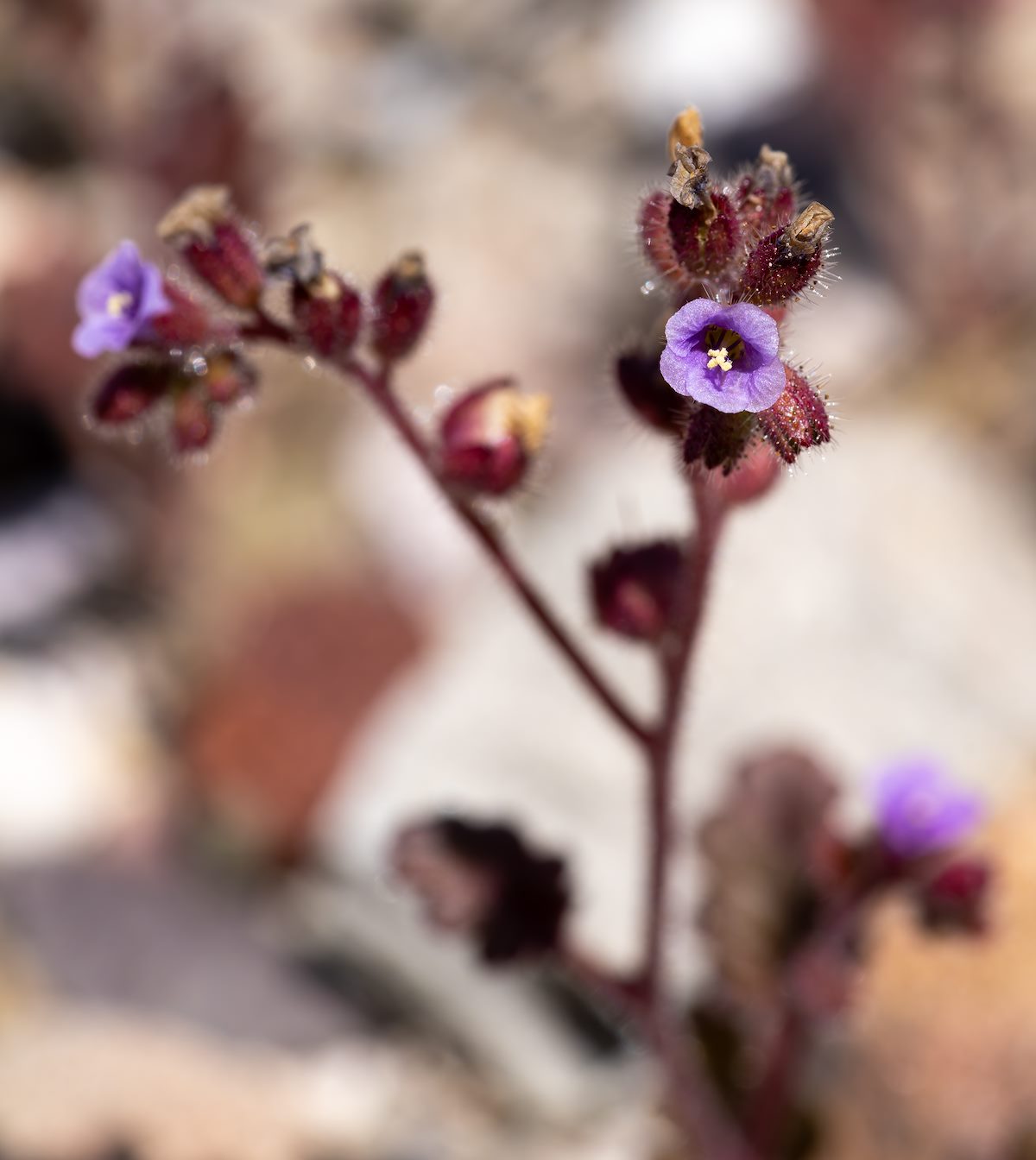 2024 April Phacelia Near the AZT