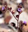 2024 April Phacelia Near the AZT