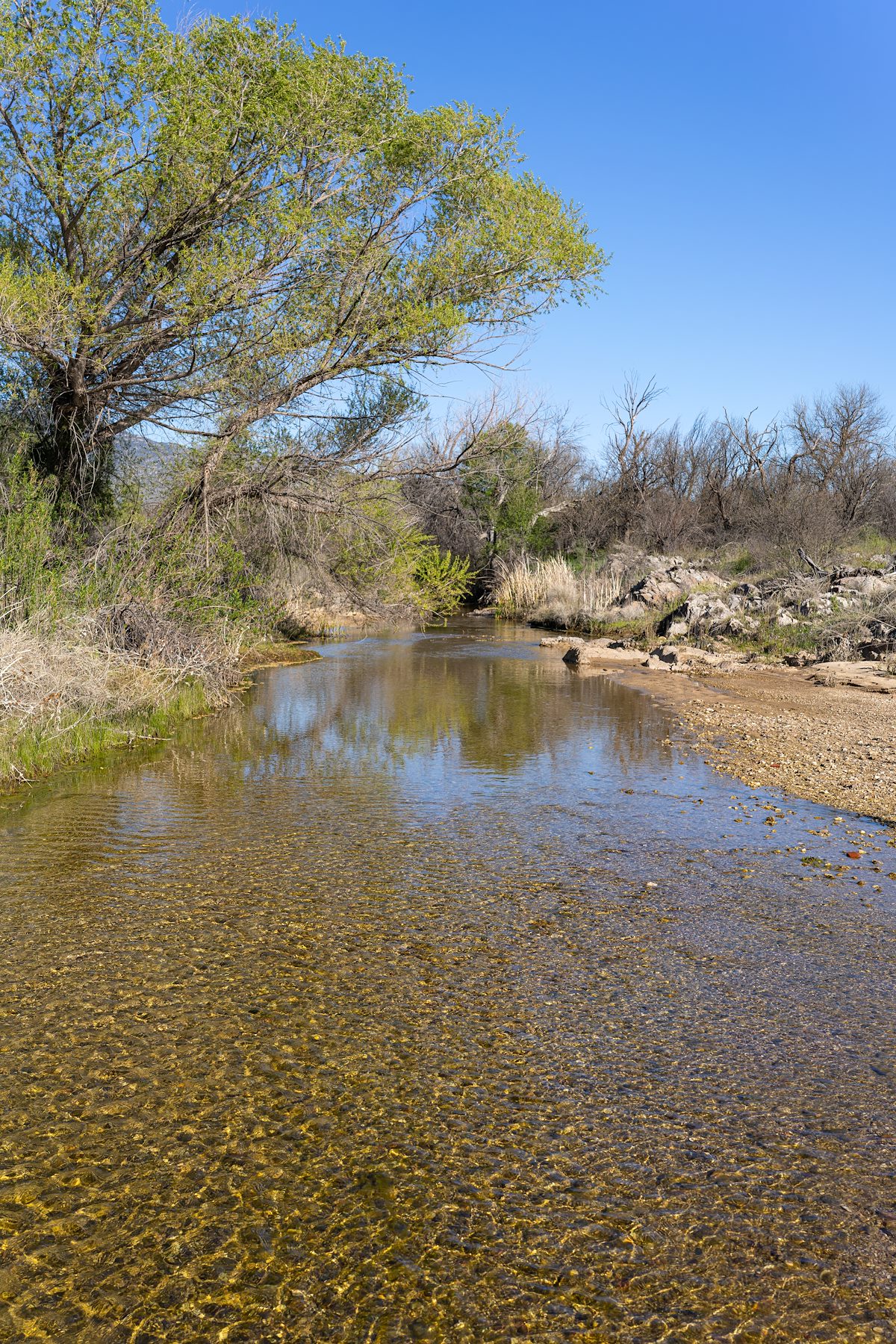 2024 April Rincon Creek