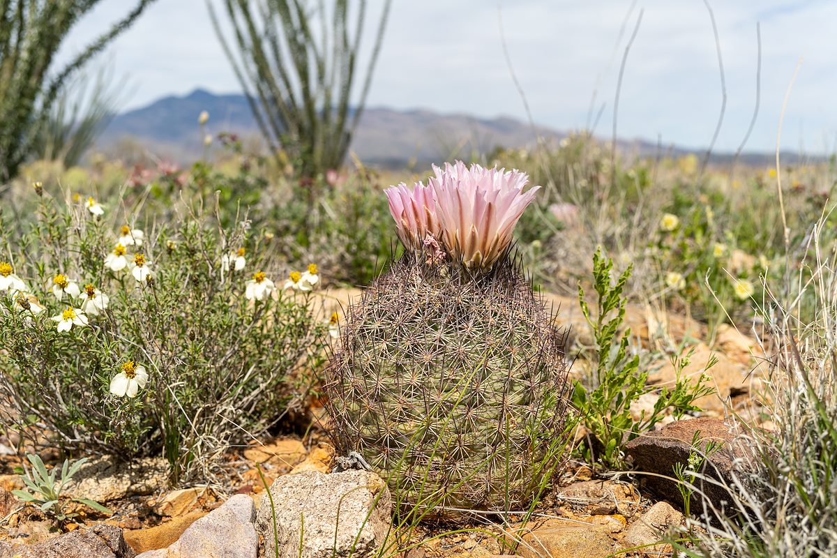 2024 April Spinystar with Rincon Peak in the Distance