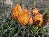 2024 August Barrel Cactus Flower and Ants