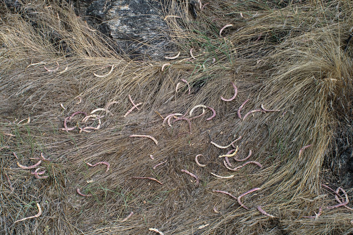 2024 August Grass and Mesquite Pods