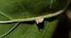 2024 August Leafhopper on Devil's Claw