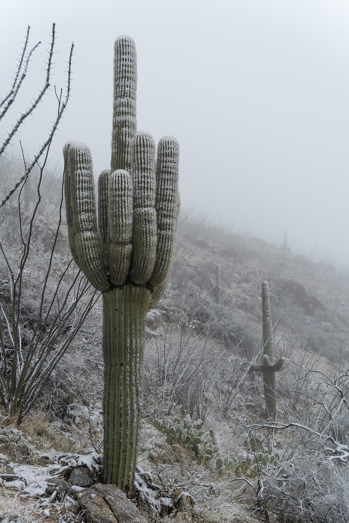 2024 January Saguaros In the Storm