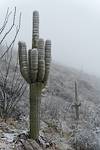 2024 January Saguaros In the Storm