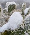 2024 January Snow Covered Prickly Pear
