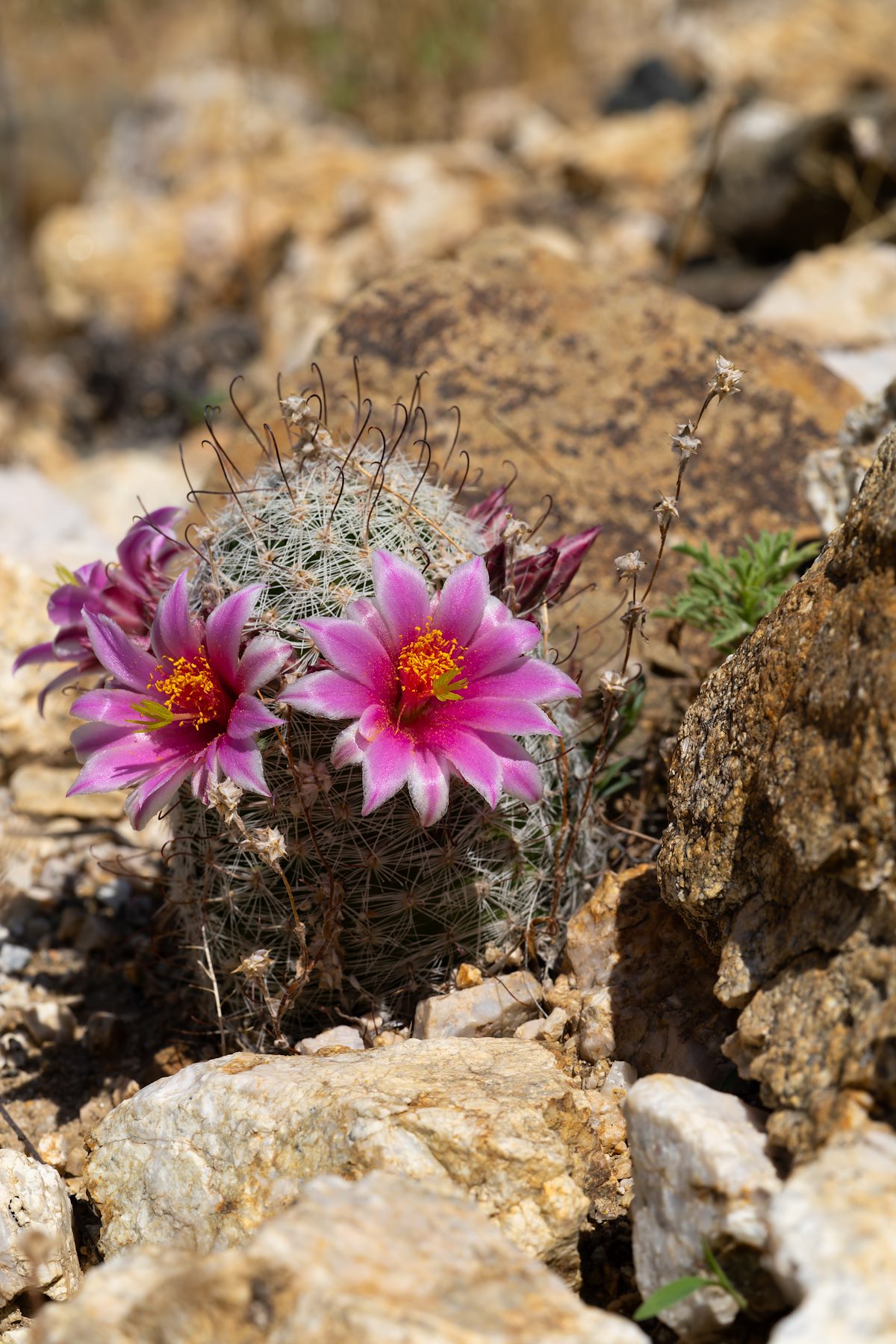 2024 July Flowering Graham's Nipple Cactus