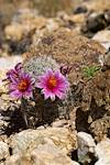 2024 July Flowering Graham's Nipple Cactus