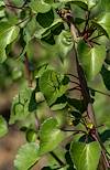 2024 July Green Insect on Green Sangre de Cristo Leaves