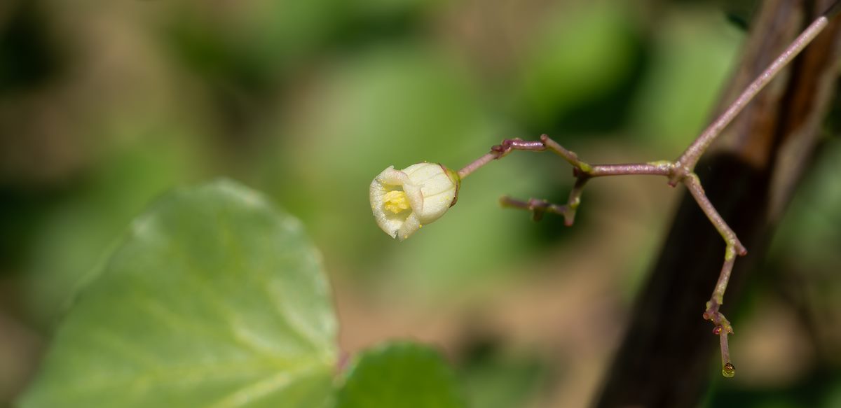 2024 July Sangre de Cristo Flower