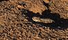 2024 June Horned Lizard near the Arizona Trail