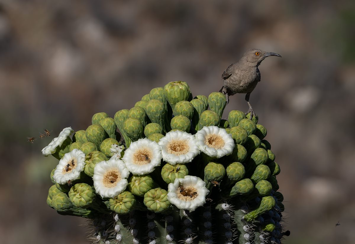 2024 May Curve-billed Thrasher and Saguaro 02