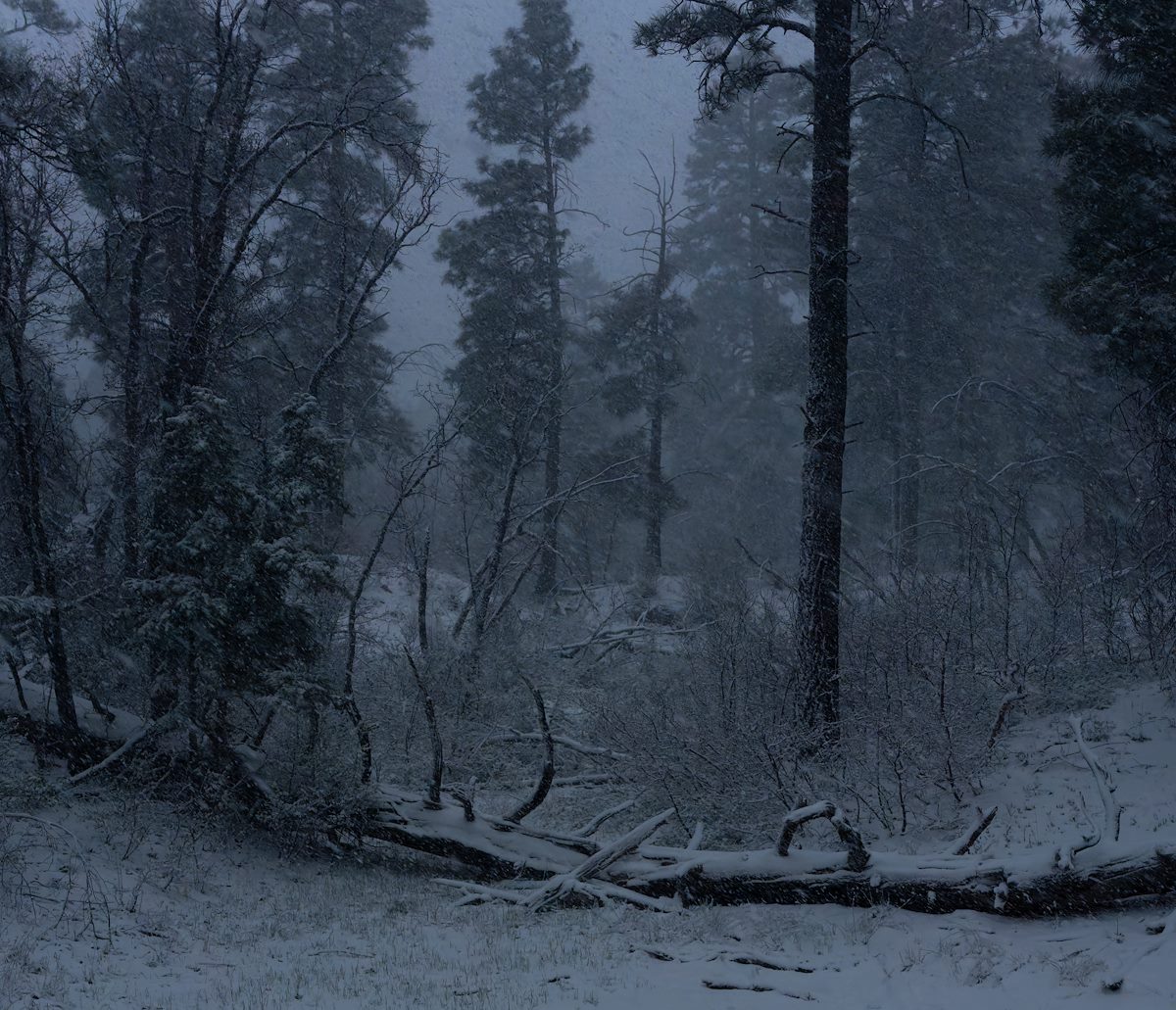 2024 May Grand Canyon Rim Forest during a May Snow Storm