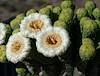 2024 May Saguaro Flowers