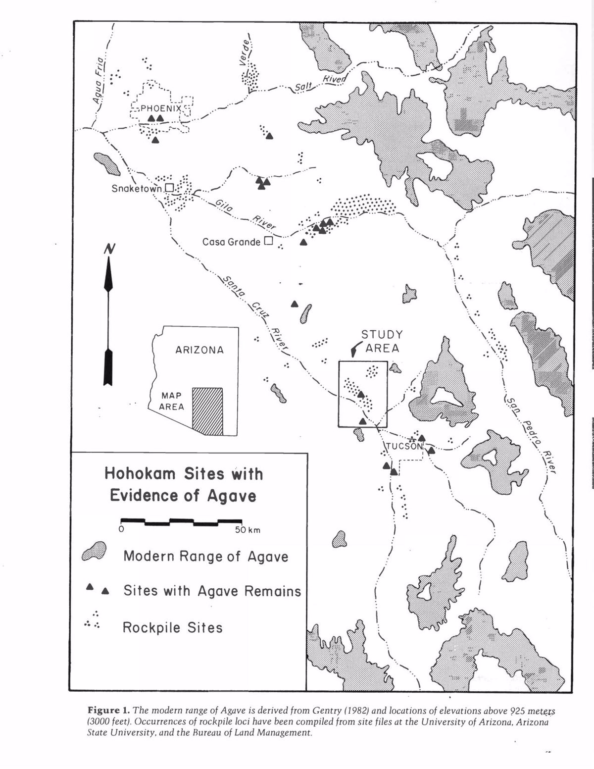 Prehistoric Agave Cultivation in Southern Arizona Page 3