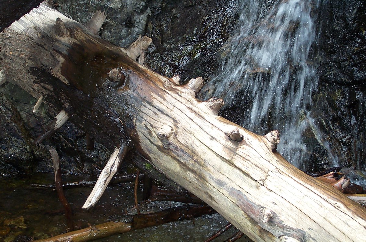 2002 August Pinaleno Mountains Stream