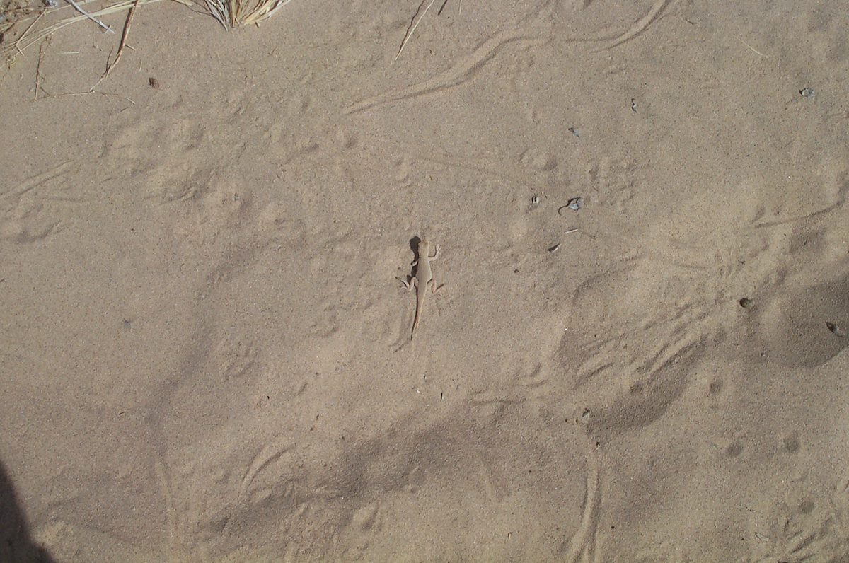 2002 March Lizard in the Sand of Kelso Dunes