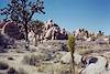 2002 November Alison in Joshua Tree