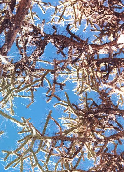 2002 November Cholla in Joshua Tree