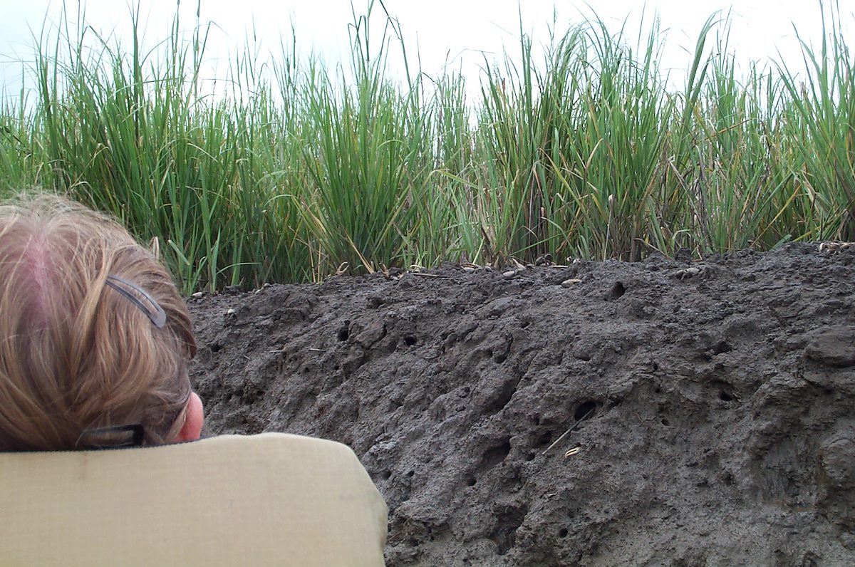 2003 August Alison admiring the Fiddler Crabs