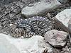 2005 June Snake in Birch Hollow