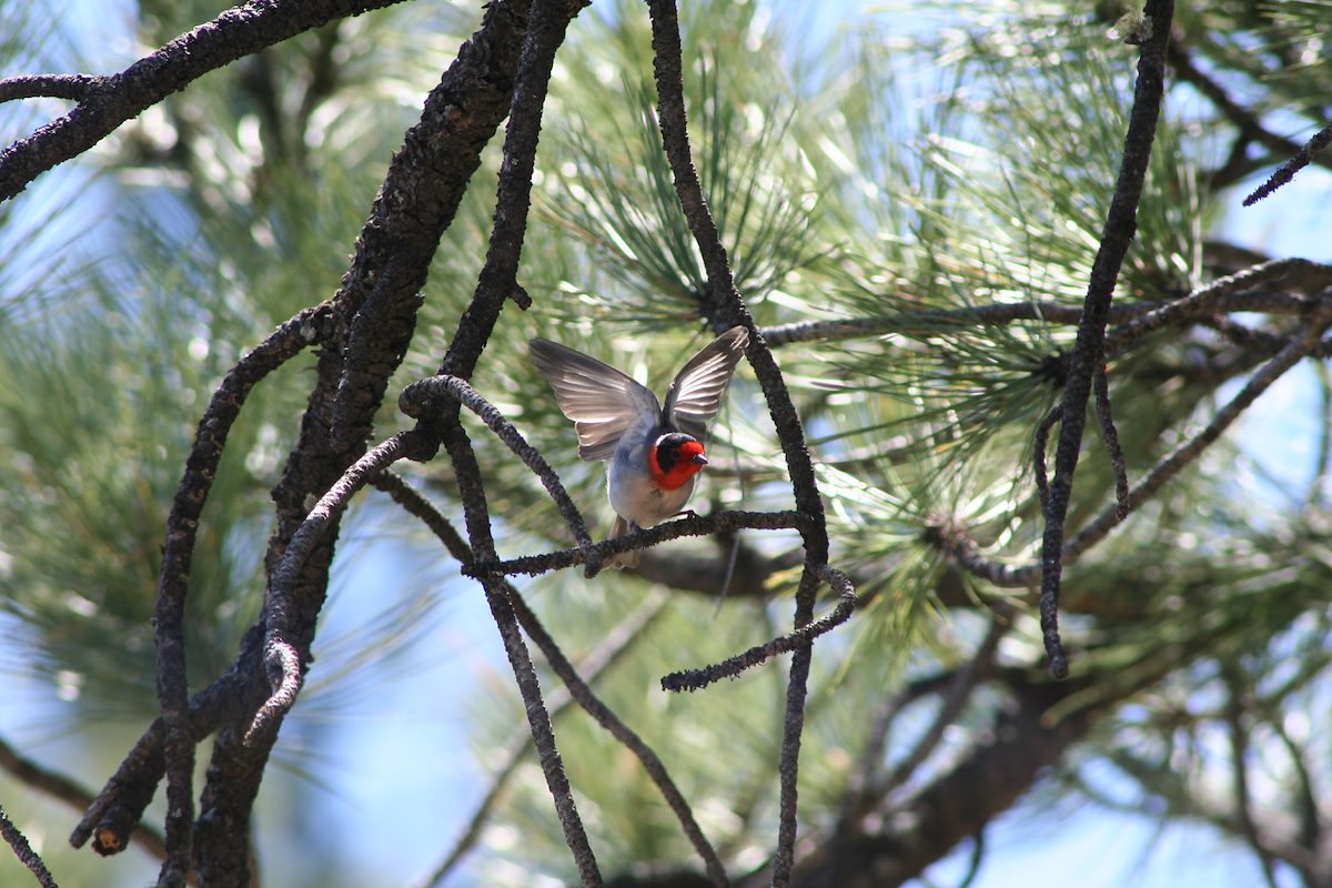 2006 June Paradise Forks Red Faced Warbler