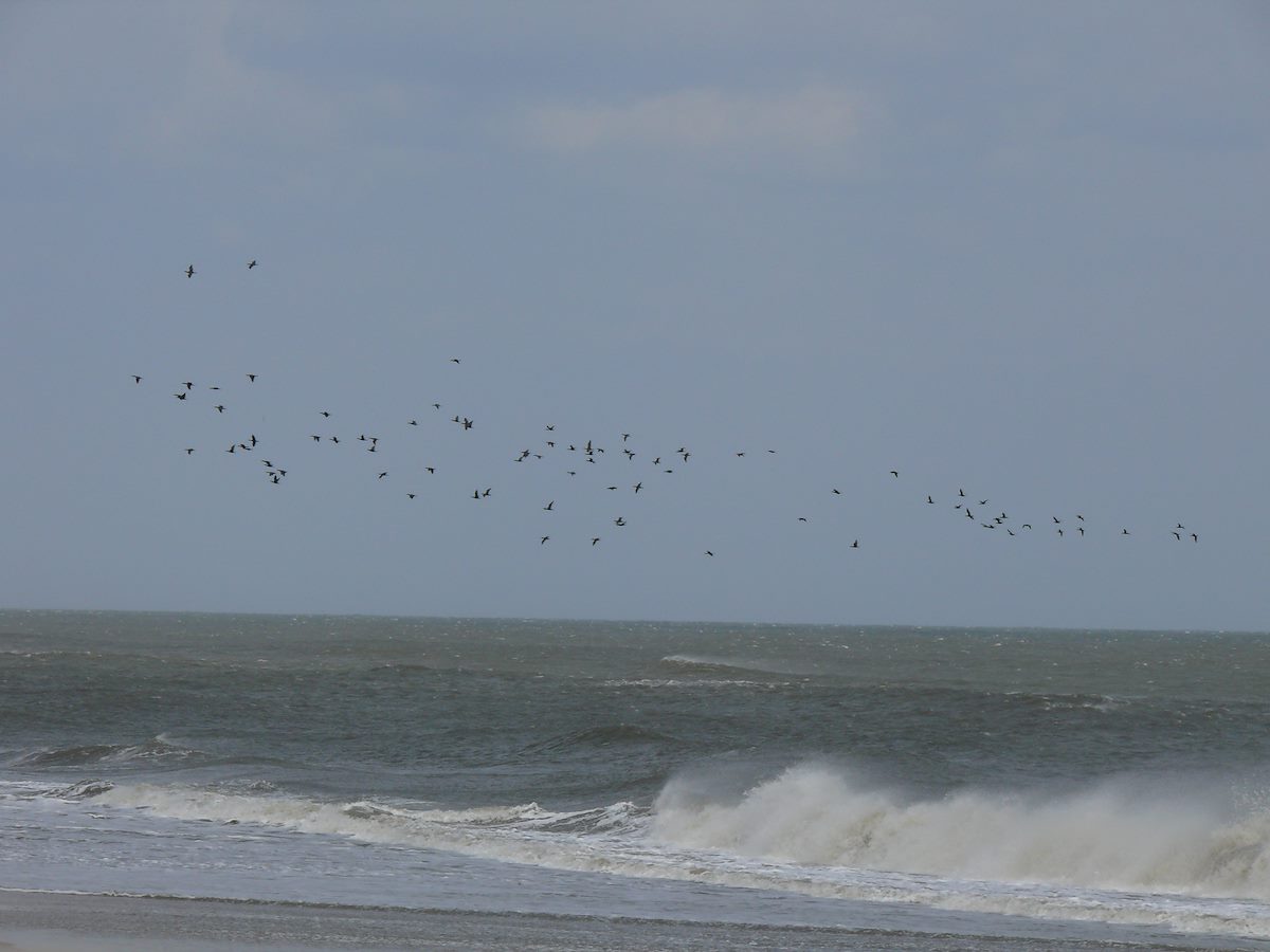 2007 April Birds above the water on the Cape Hatteras National Seashore