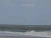 2007 April Birds above the water on the Cape Hatteras National Seashore