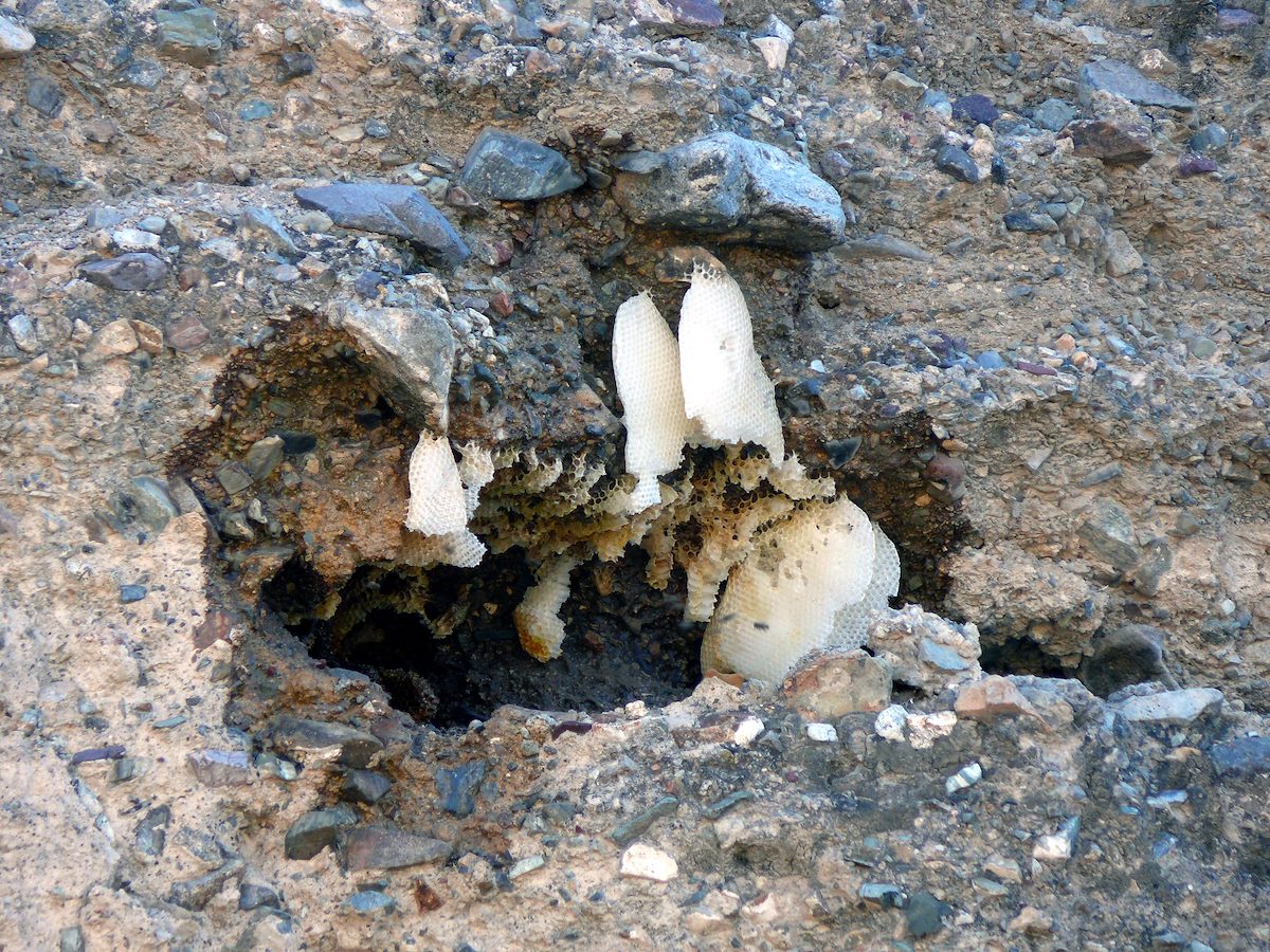 2007 February Brown Mountain Bee Hive