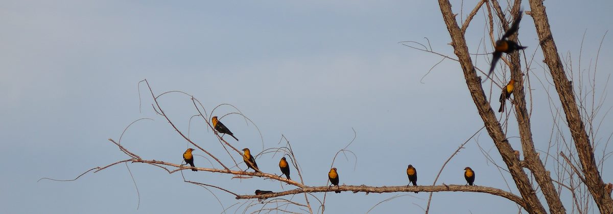 2007 October Blackbirds on Limb