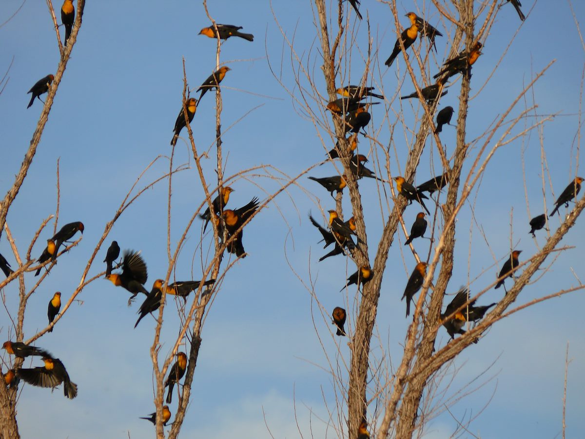 2007 October Blackbirds