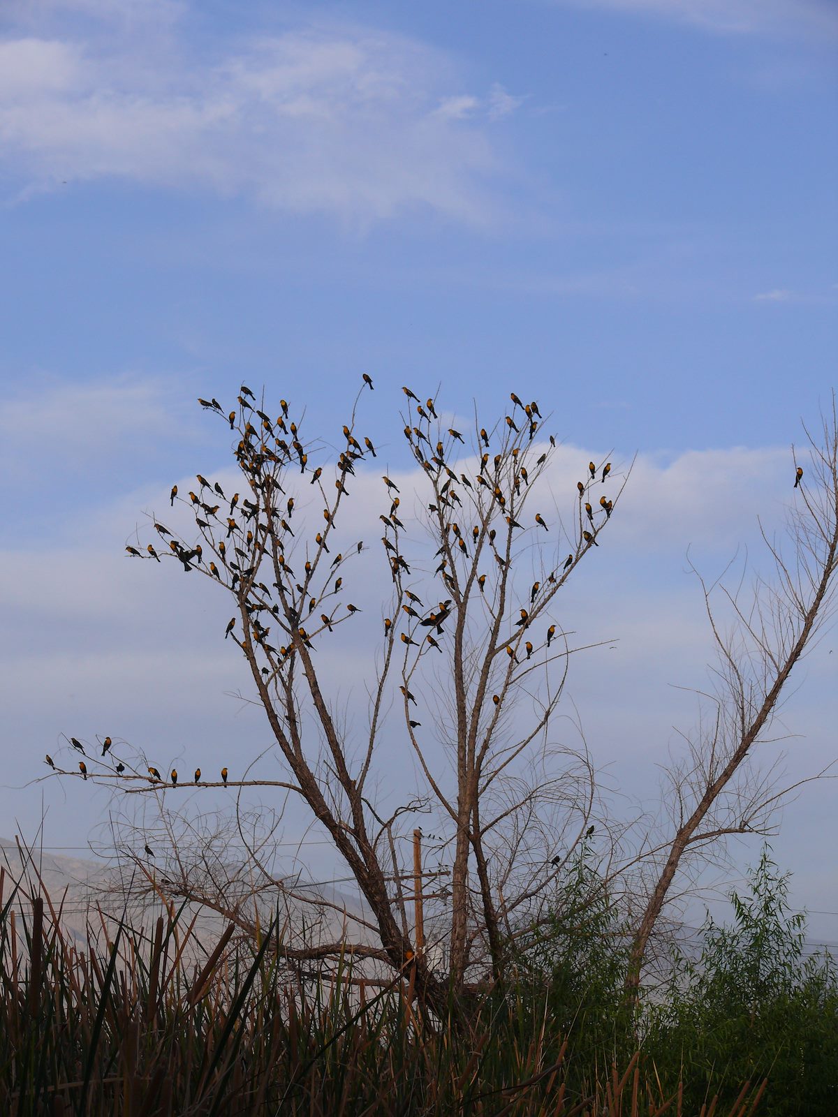 2007 October Sweetwater Blackbirds