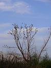 2007 October Sweetwater Blackbirds