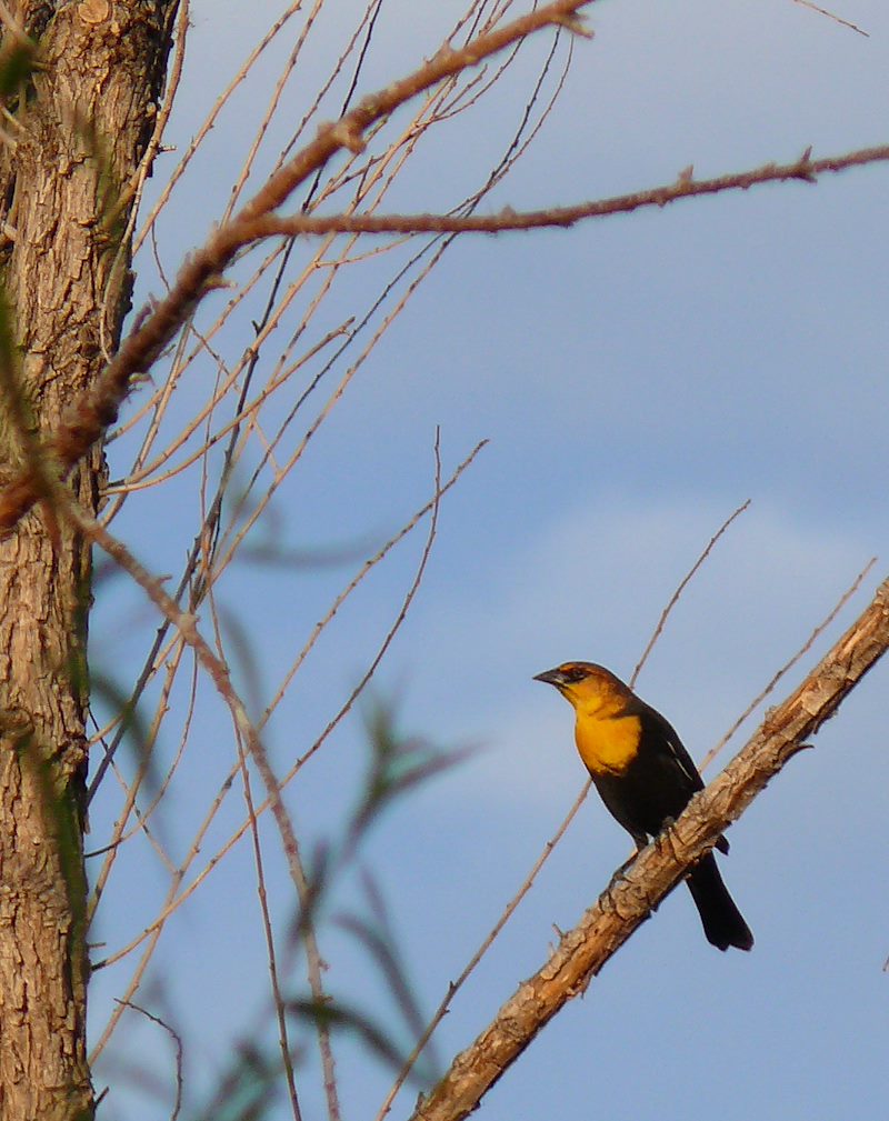 2007 October Yellow Headed Blackbird