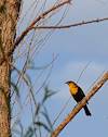 2007 October Yellow Headed Blackbird