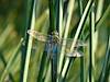 2007 September Sweetwater Dragonfly