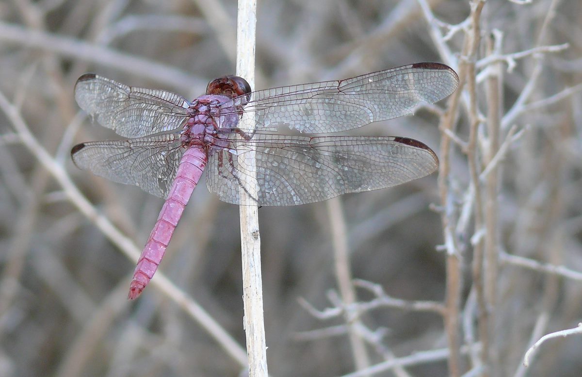 2007 September Sweetwater Purple Dragonfly