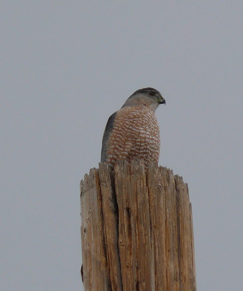 2008 January Kestrel