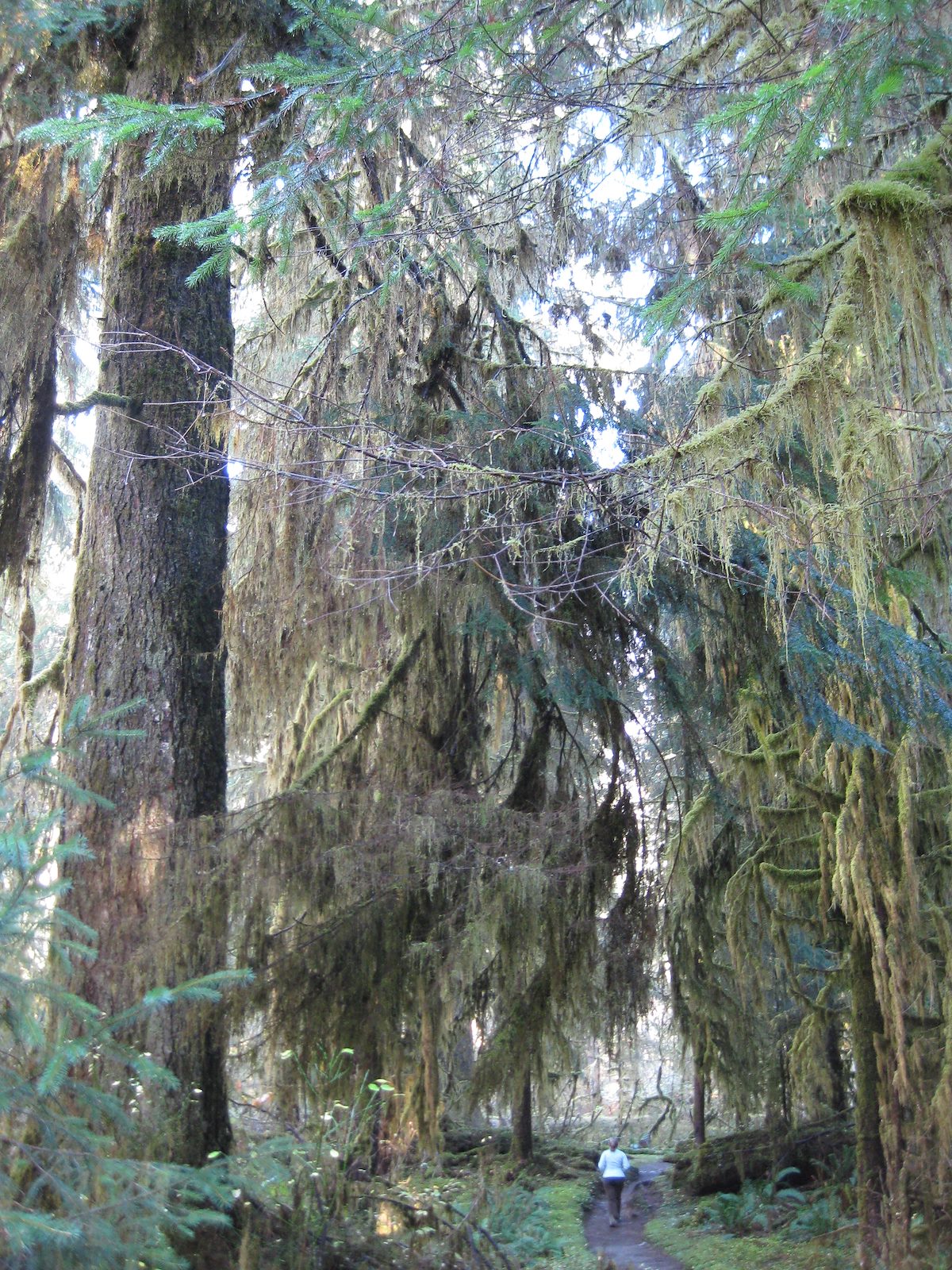 2008 November ADT on the Hoh River Trail