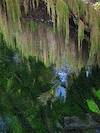 2008 November Hoh Rain Forest Moss and Reflections