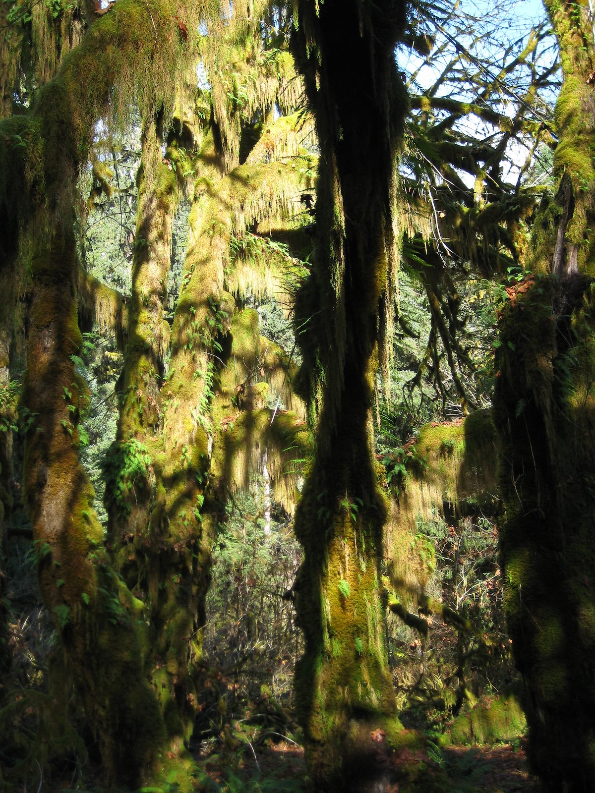 2008 November Hoh Rain Forest Sun and Shadows